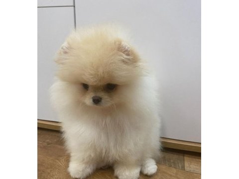 Daha iyisi yok orijinal ayı surat pomeranian boo