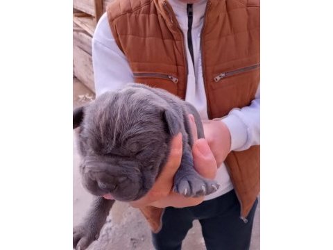 Cane corso yavrularımız doğmuştur