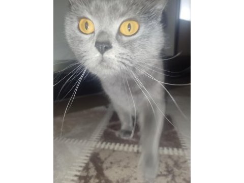 14 aylık british shorthair