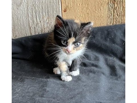 Sağlıklı ve uysal kedilerimiz