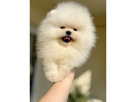 Teacup beyaz ayıcık pomeranian boo