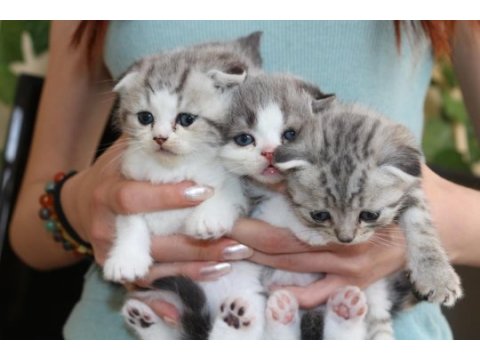 4 adet birbirinden güzel scottish fold yavruları