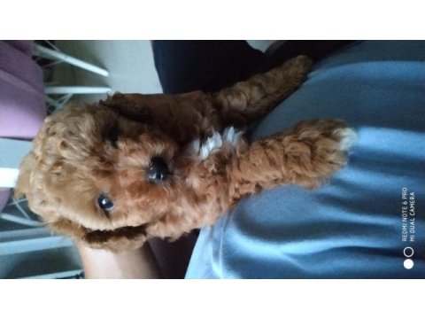 Mini boy toy poodle kore bebeklerim teslime hazır