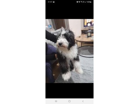 Tibet terrier harika ırk