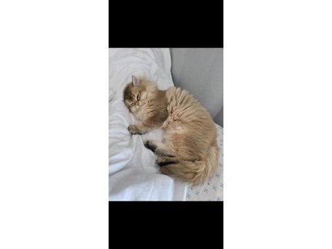 British longhair 8 aylık erkek