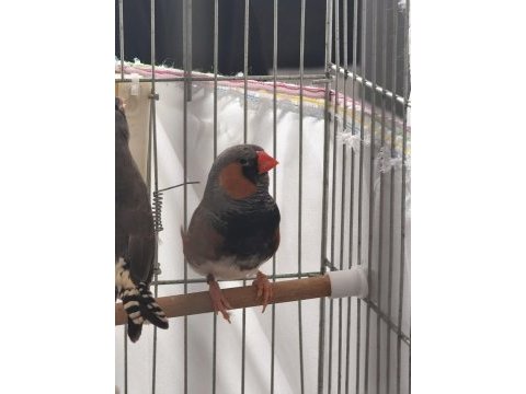 Bb bf mutasyon jumbo hint bülbülü