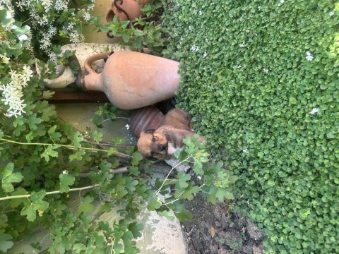 40 günlük yavru köpekler 2 dişi 1 erkek