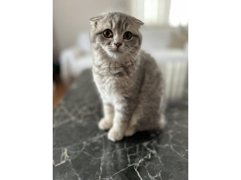 Scottish fold ve straight yavru 3 aylık