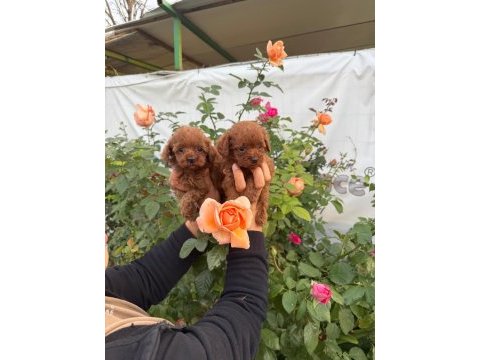 Kore toy poodle yavrularımız