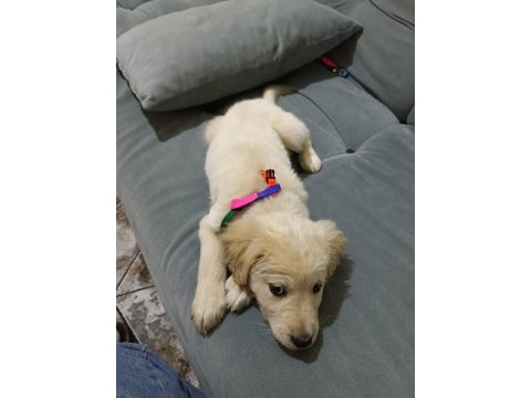 Baby face golden retriever yavrusu