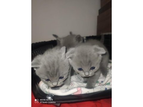Yavru scottish fold