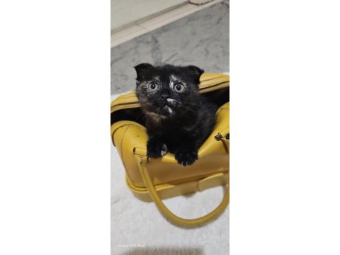 2 aylık kedimiz kızımız ve oğlumuz yeni yuvalarını arıyor