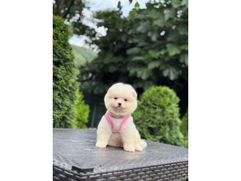 Safkan ırk ve sağlık garantili pomeranian boo yavrumuz