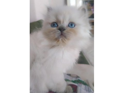 Aşık olacaksınız british longhair