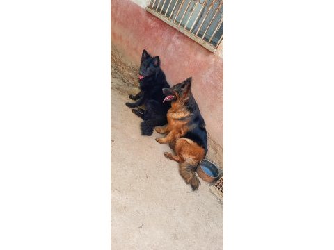 Düşük bel siyah alman kurdu