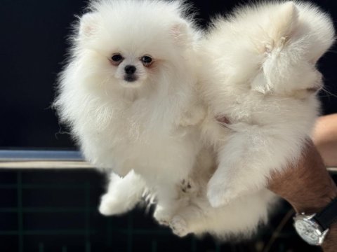 Show kalite tea cup kore pomeranian boo