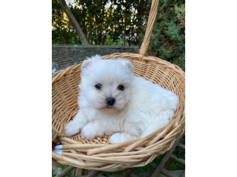 Kar beyaz kore maltese bebek