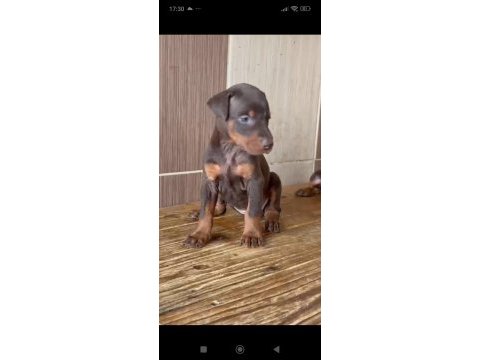King doberman yavruları