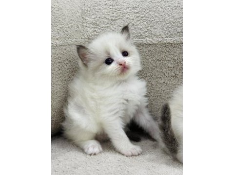 Ragdoll bebekler