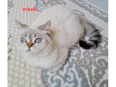 British erkek ve dişi kedimiz