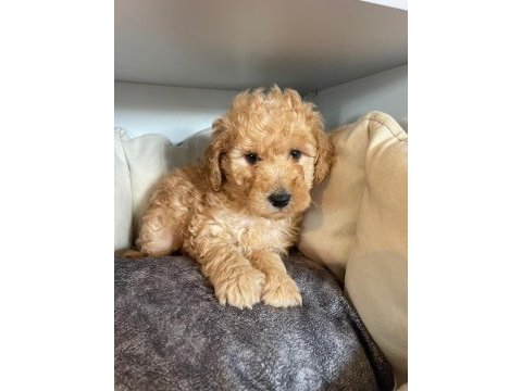 Safkan toy poodle yavruları