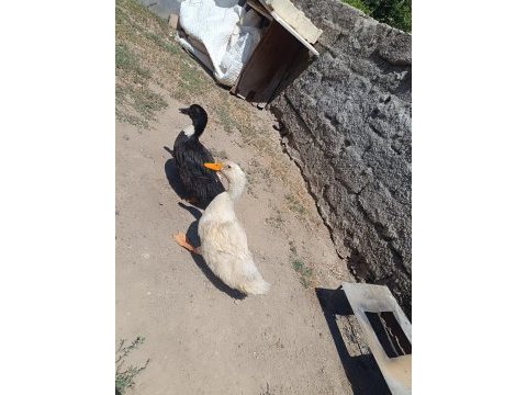 Acil satılık ördek