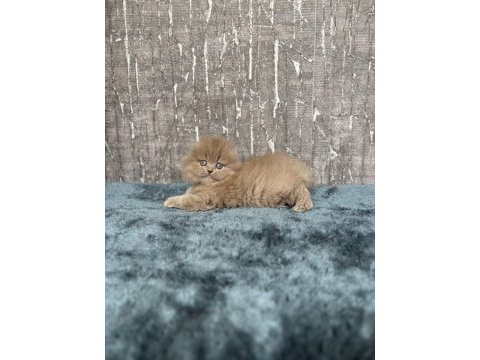 Show class sıfır kulak scottish fold prenses