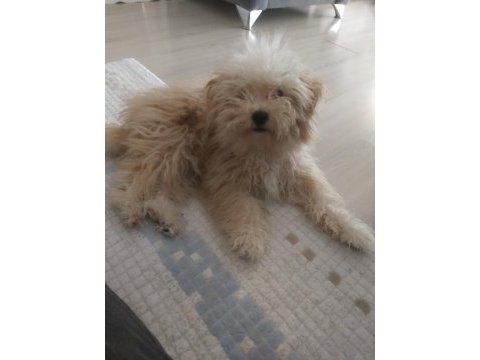 Baba poodle anne maltipoo çok güzel erkek yavru