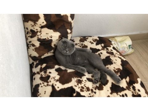 Uyumlu sakin scottish fold kızımız