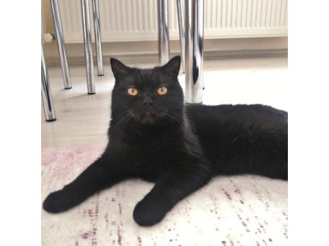 9 aylık dişi british shorthair