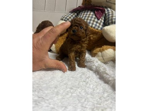 Orjinal kore poodle yavrumuz kilo garantili mikro boy