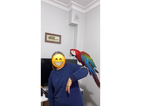 Ara macaw papağanı