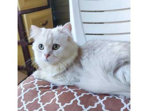British longhair point erkek
