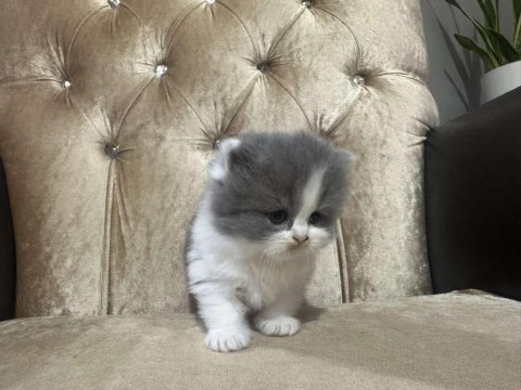 British longhair kediler