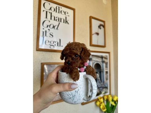 Toy poodle safkan yavrular