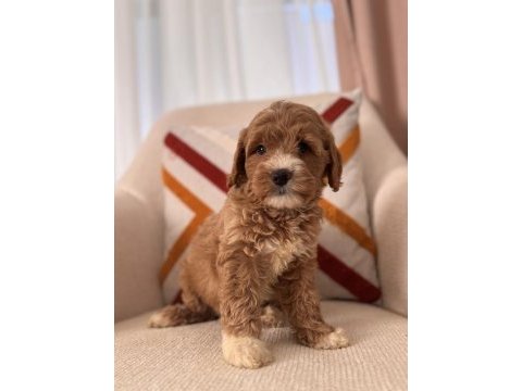 Orjinal maltipoo bebeklerim
