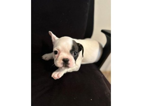 Erkek&dişi sağlıklı french bulldog bebekleri