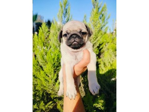 Pug mops yavruları