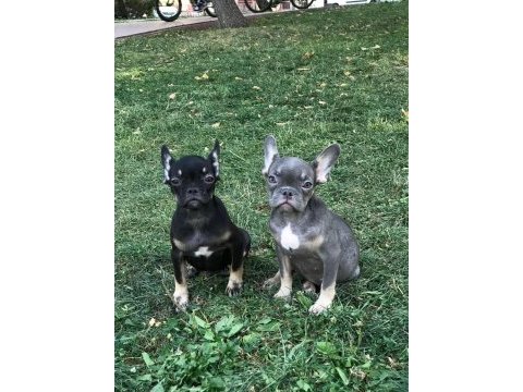 French bulldog prensesler
