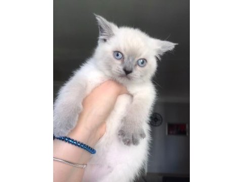 Safkan blue point mavi göz british erkek