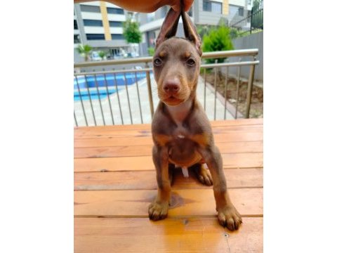 Birbirinden güzel doberman köpekler
