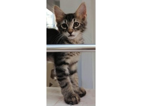 7 haftalık maine coon yavrumuz