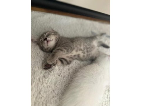 British shorthair beyaz iyi bir aileye vermek istiyoruz