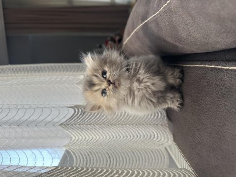 Anne baba şecereli british longhair