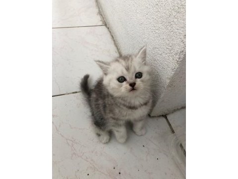British shorthair ve scottish hazır kediler