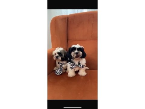 Cana yakın erkek köpeğimiz siyah beyaz olan digeri verildi