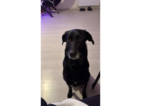 American labrador şila