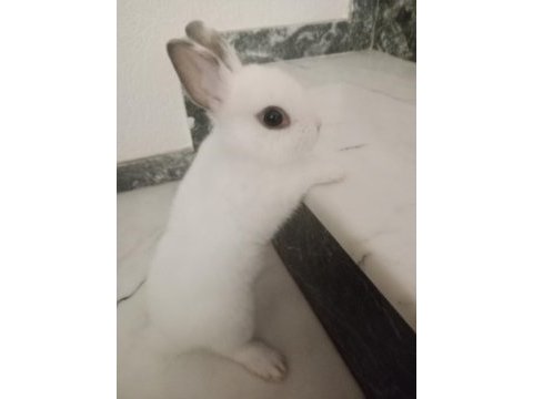Yavru cüce tavşan