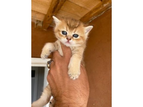 Saf kan golden egzotik british shorthair