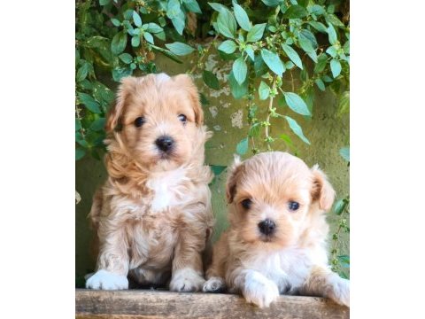 Maltipoo yavru köpekler